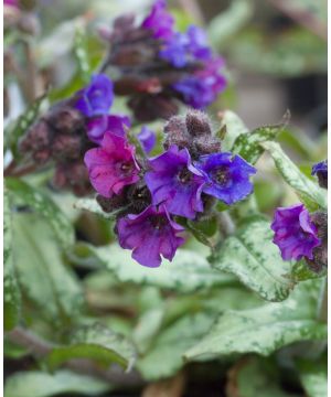 Pulmonaria Diana Clare