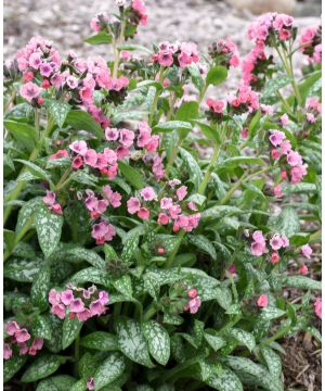 Pulmonaria hybrid Pretty in Pink