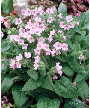 Pulmonaria Dora Bielefeld