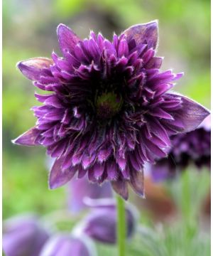 Pulsatilla Fairy Dreams 