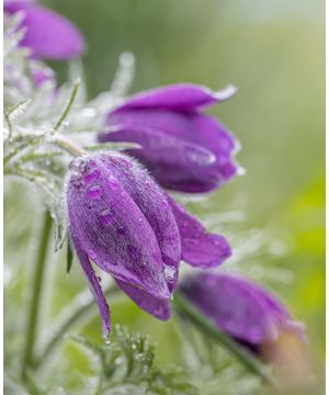 Pulsatilla vulgaris 'Purple'