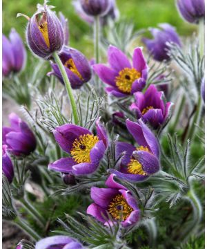 Pulsatilla vulgaris Purple