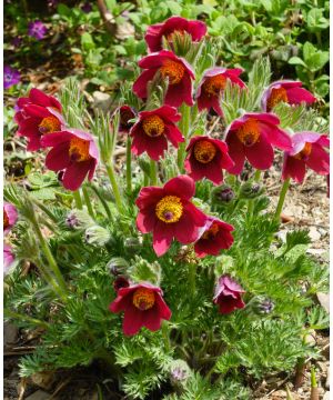 Pulsatilla vulgaris Red