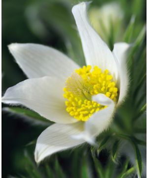 Pulsatilla vulgaris Alba