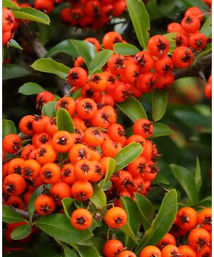 Pyracantha Orange Glow