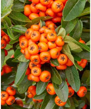 Pyracantha 'Orange Star'