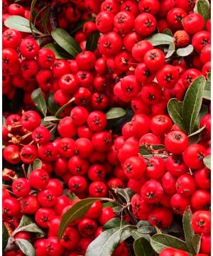 Pyracantha coccinea Red Column