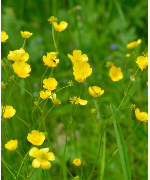 Ranunculus acris