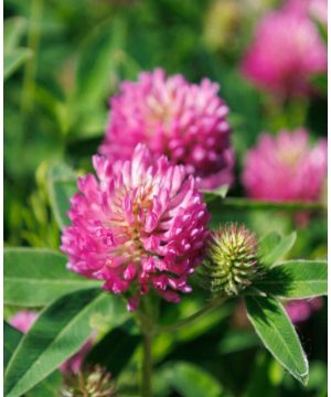 Trifolium Pratense