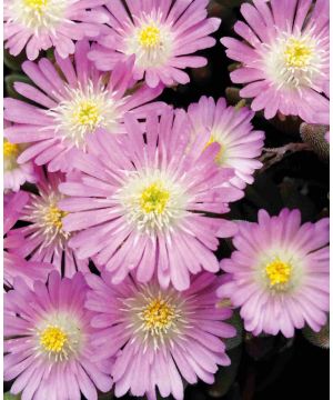 Delosperma Jewel of the Desert Rose Quartz