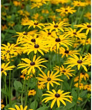 Rudbeckia fulg. Goldsturm 