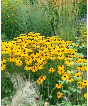 Rudbeckia Goldsturm (x3)