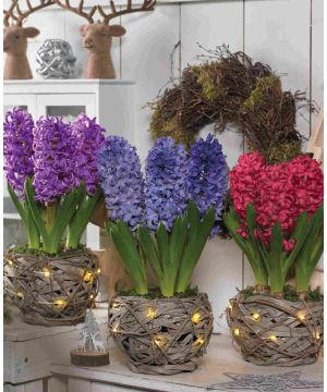 Homely Hyacinthus Orientalis Collection