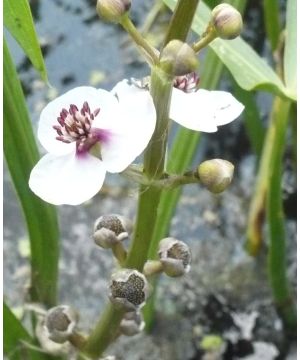 Sagittaria sagittifolia