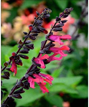 Salvia guarantica Amante