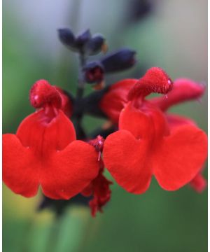 Salvia Royal Bumble