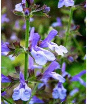 Salvia African Sky