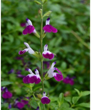 Salvia Amethyst Lips