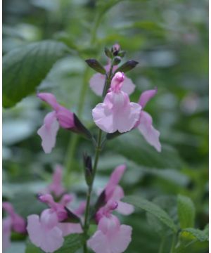 Salvia Angel Wings