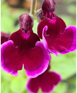 Salvia Blackberry Ripple