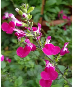 Salvia Cherry Lips