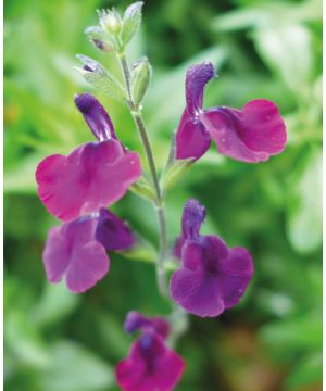 Salvia Dysons Maroon