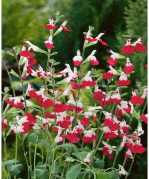 Salvia Hot Lips