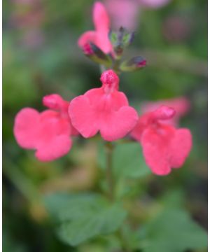 Salvia Love Heart