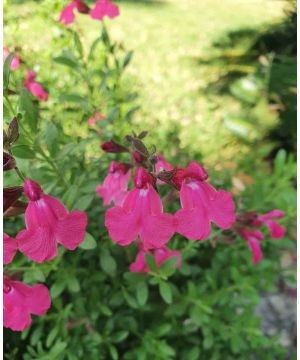 Salvia Naturally Fuchsia