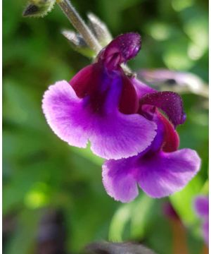 Salvia Oriental Dove