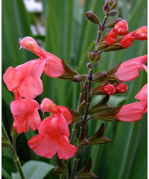 Salvia Peach Cobbler