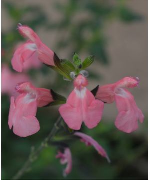 Salvia Pluenn