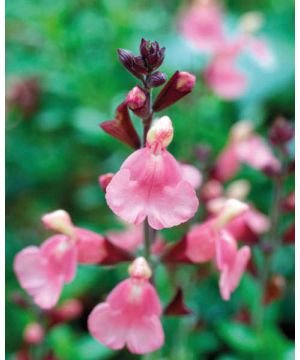 Salvia jamensis Senorita Leah