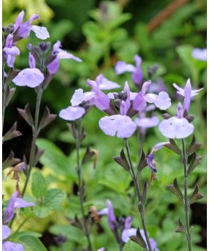 Salvia So Cool Purple