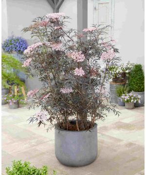 Sambucus nigra Black Lace