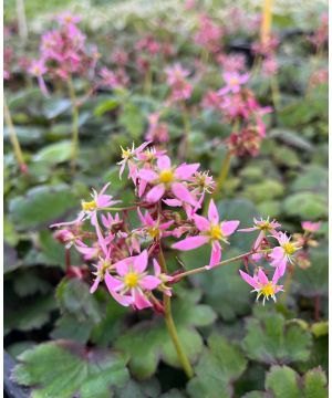 Saxifraga cortusifolia var. Ayaka