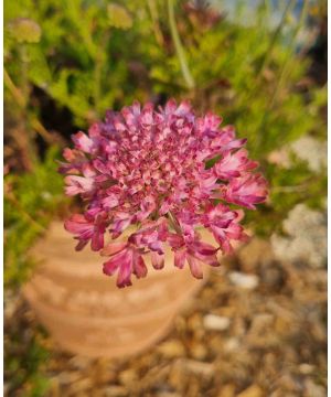 Scabious Magic