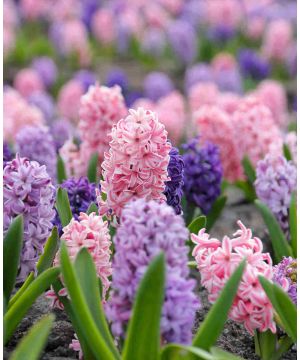 Scentsational Hyacinthus Mix