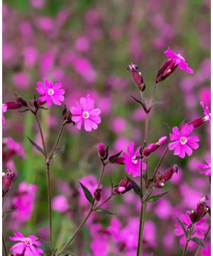 Silene dioica