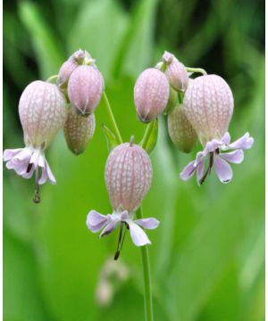 Silene vulgaris