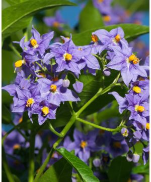 Solanum crispum Glasnevin