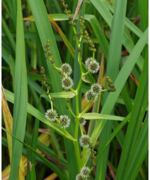 Sparganium erectum