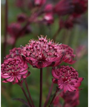 Astrantia major 'Sparkling Stars Red'