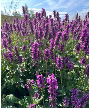 Stachys officinalis Hummelo