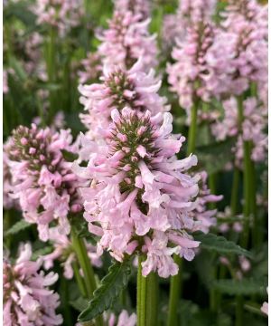 Betonica officinalis 'Summer Sweets' 