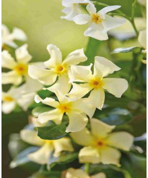 Trachelospermum jasminoides Star of Toscana