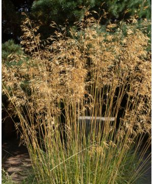 Stipa gigantea