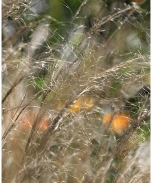 Stipa tenuissima Ponytails