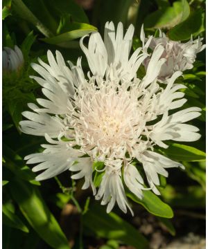 Stokesia laevis Divinity