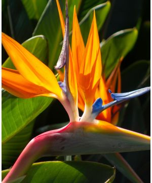 Strelitzia reginae